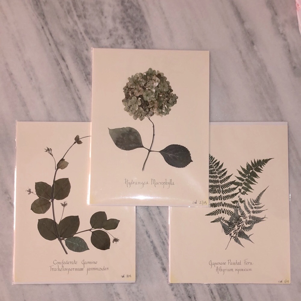 Botanical Prints from Pressings (3 sold together)